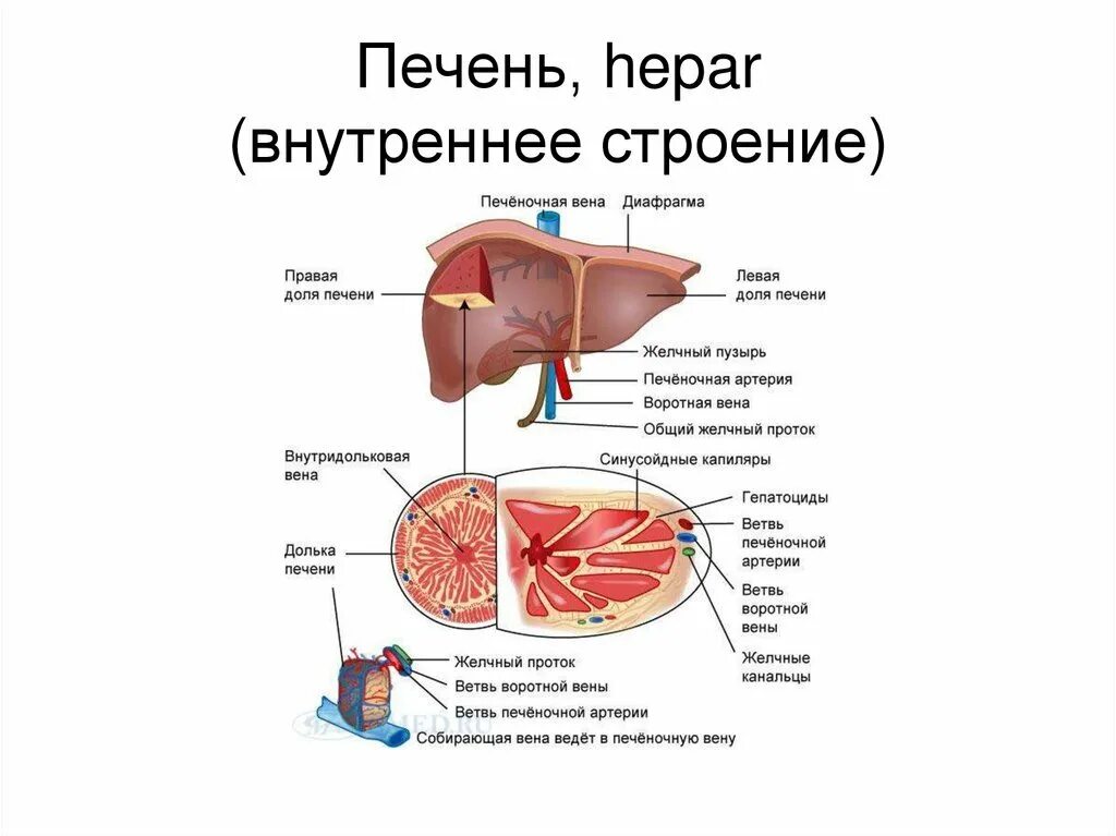 К какому органу относится печень. Печень анатомия человека строение и функции. Внутреннее строение печени схема. Печень внешнее строение и функции. Строение печени человека анатомия.