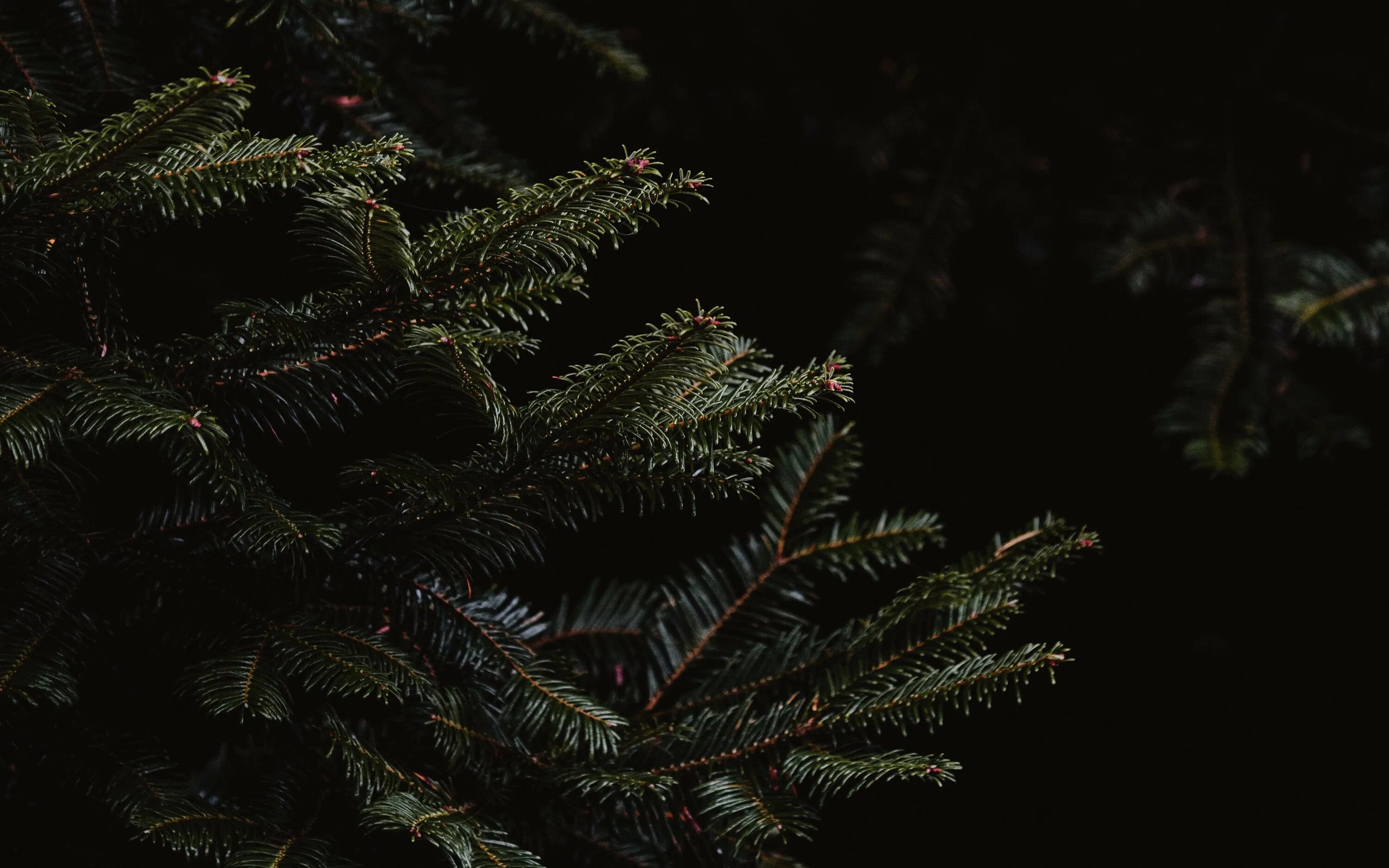 Верхушки деревьев в тумане. Вершина берега с елками. Хвойный лес ночью. Темные плотно стоящие ели отражались. Темные плотно стоящие ели отражались.