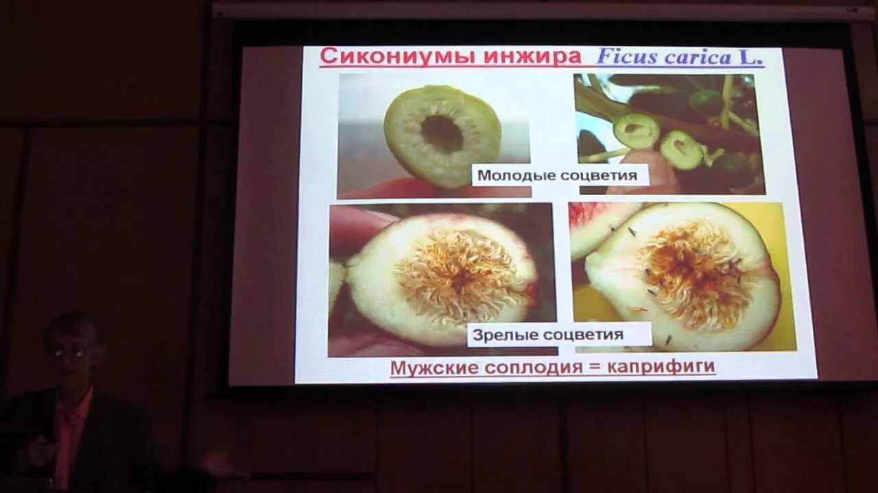 Инжир пчелы внутри. Оса бластофага и инжир. бластофаг в инжире. осы бластофаги в инжире. каприфиги инжира.