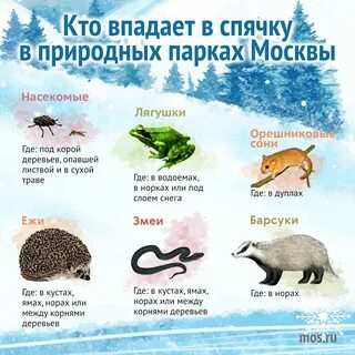 Впала в зимнюю спячку