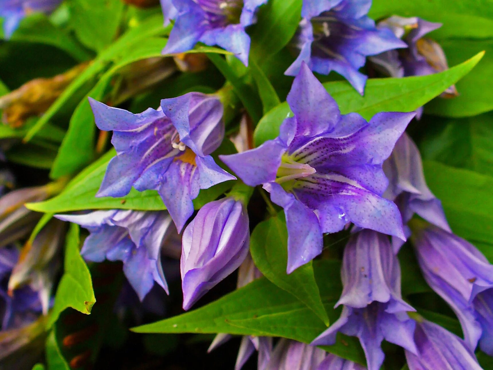 Горечавковые. Горечавка пурпурная. Горечавка лёгочная. Gentiana pneumonanthe. Горечавка гибридная Diana.