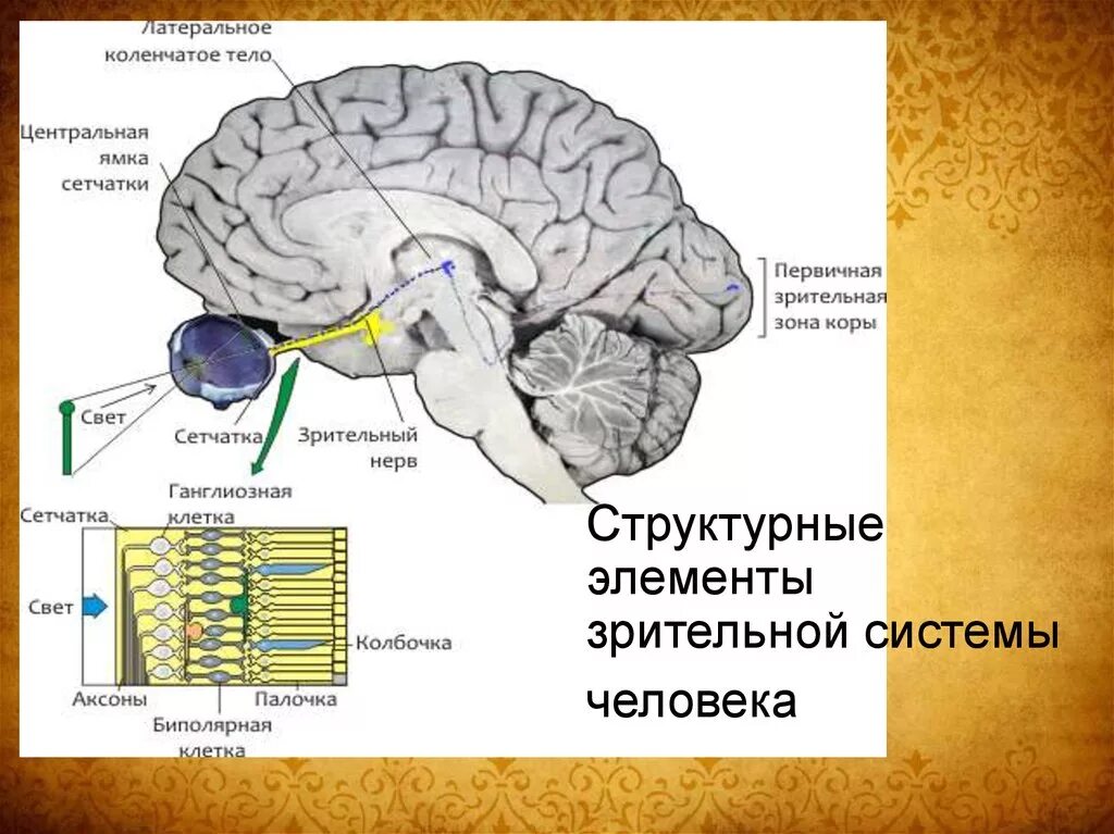 Латеральное коленчатое тело. Наружное Латеральное коленчатое тело. Боковое коленчатое тело. Коленчатые от ела в головноии мозге. Переработка информации в зрительной коре