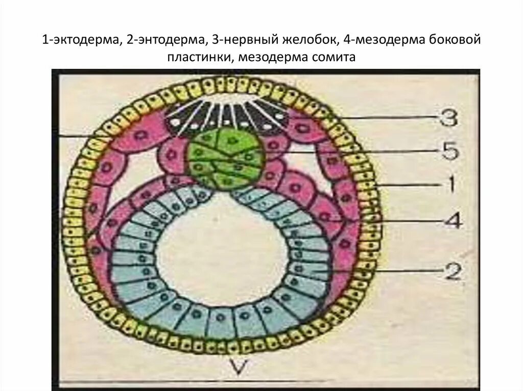 Двухслойные эктодерма и энтодерма. Эктодерма 2) энтодерма 3) мезодерма. эктодерма и энтодерма и мезодерма мезодерма. эктодерма энтодерма мезодерма. 1) эктодерма 2) энтодерма 3) мезодерма.