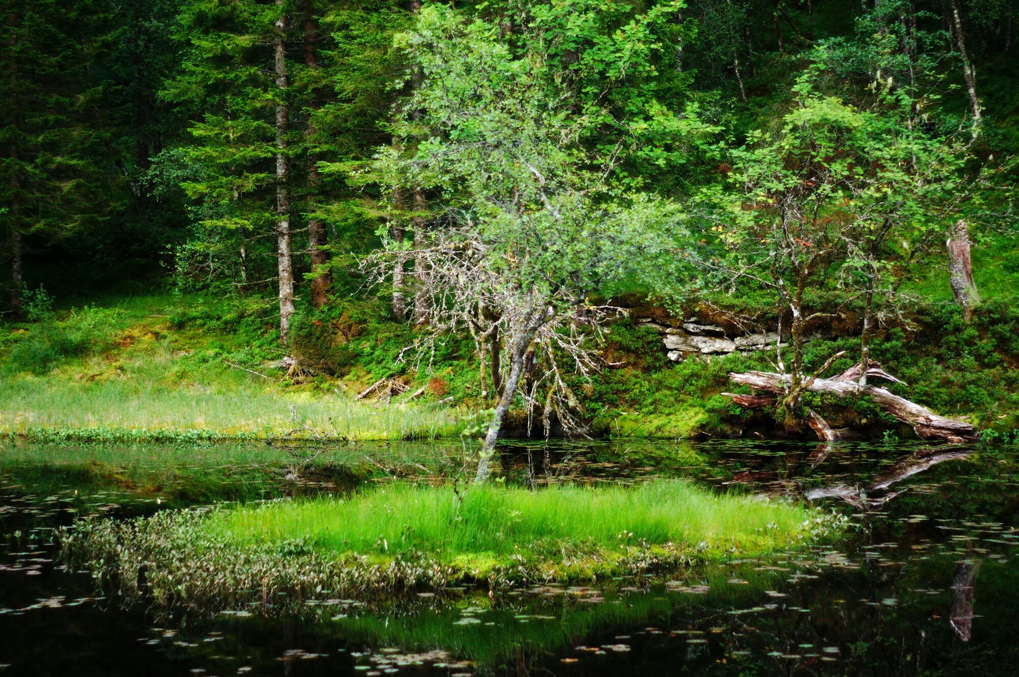 хадыженское лесное озеро. озеро лесное тюмень. лесные заросли. озеро в чаще леса. небольшой водоём в лесу.