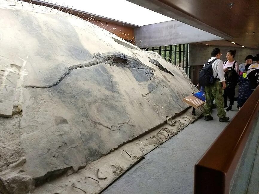 5 метровый. Останки ихтиозавра. Окаменевший Ихтиозавр в Чили.