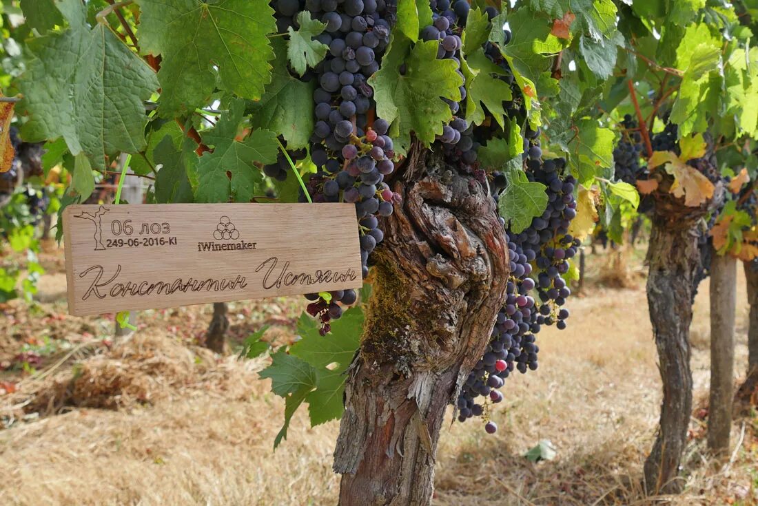 Виноград начал. Август виноград. виноград таджикистан. виноград августа фото. праздник винограда в таджикистане.