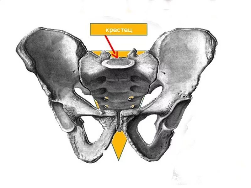 Область крестца. Крестец у человека.