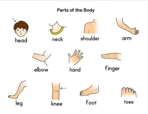 Lower part of the body. Body parts for kids. body parts in english. body parts cards. body parts vocabulary.