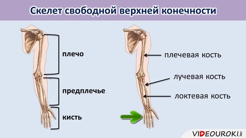 ВЕРХНИЕ КОНЕЧНОСТИ - YouTube