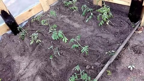 Что нужно для посадки помидоров в теплице
