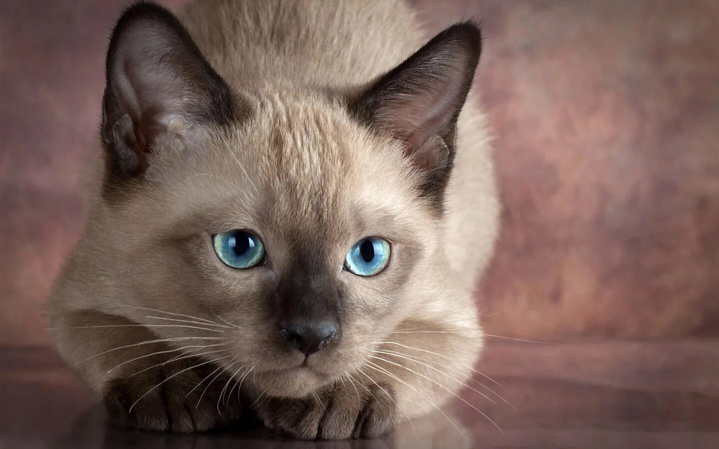 Породы котов с голубыми глазами. Сиамская порода кошек. Бурманская Сиамская кошка. Бурманская кошка с голубыми глазами. Бурманская кошка голубоглазая.