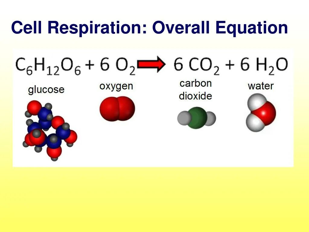 Cellular respiration. Cellular respiration equation. Оксигена и карбона. Word equation Cellular respiration. Глюкоза и кислород реакция