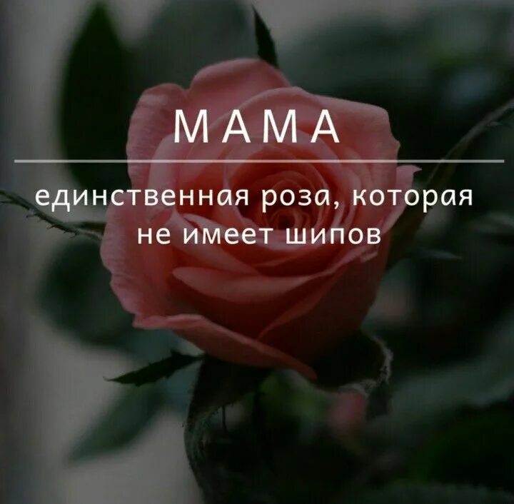 Мама розочки. Цитаты для мамы и розы.