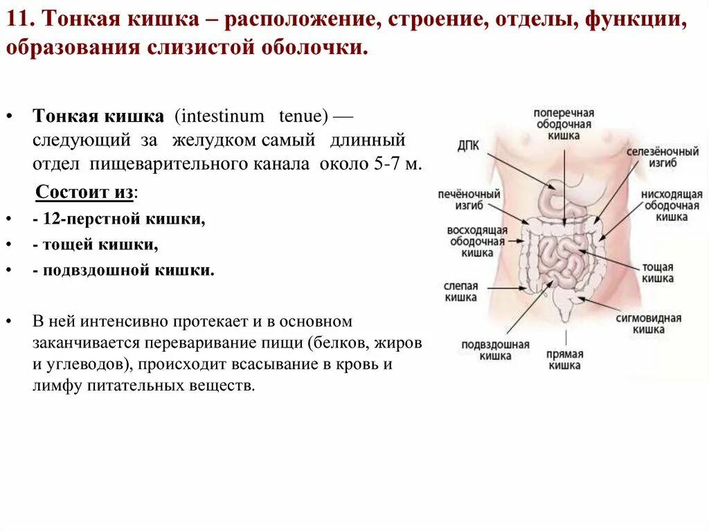 Какова функция тонкого кишечника. Тонкая кишка расположение. Тонкий кишечник строение отделы и функции отделов. Тонкий кишечник расположение строение функции. Тонкий кишечник (отделы, строение стенки, функции)..