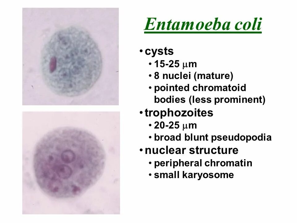 Entamoeba coli циста. Цисты Entamoeba coli 0 1. Entamoeba coli кариосома. Entamoeba invadens цисты. Entamoeba coli в кале