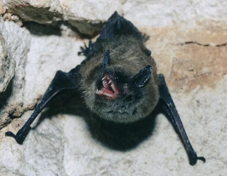 Мыши мертвые маленькие. Мертвая летучая мышь. Мертвая летучая мышь. Мертвая летучая мышь. Мертвая летучая мышь.