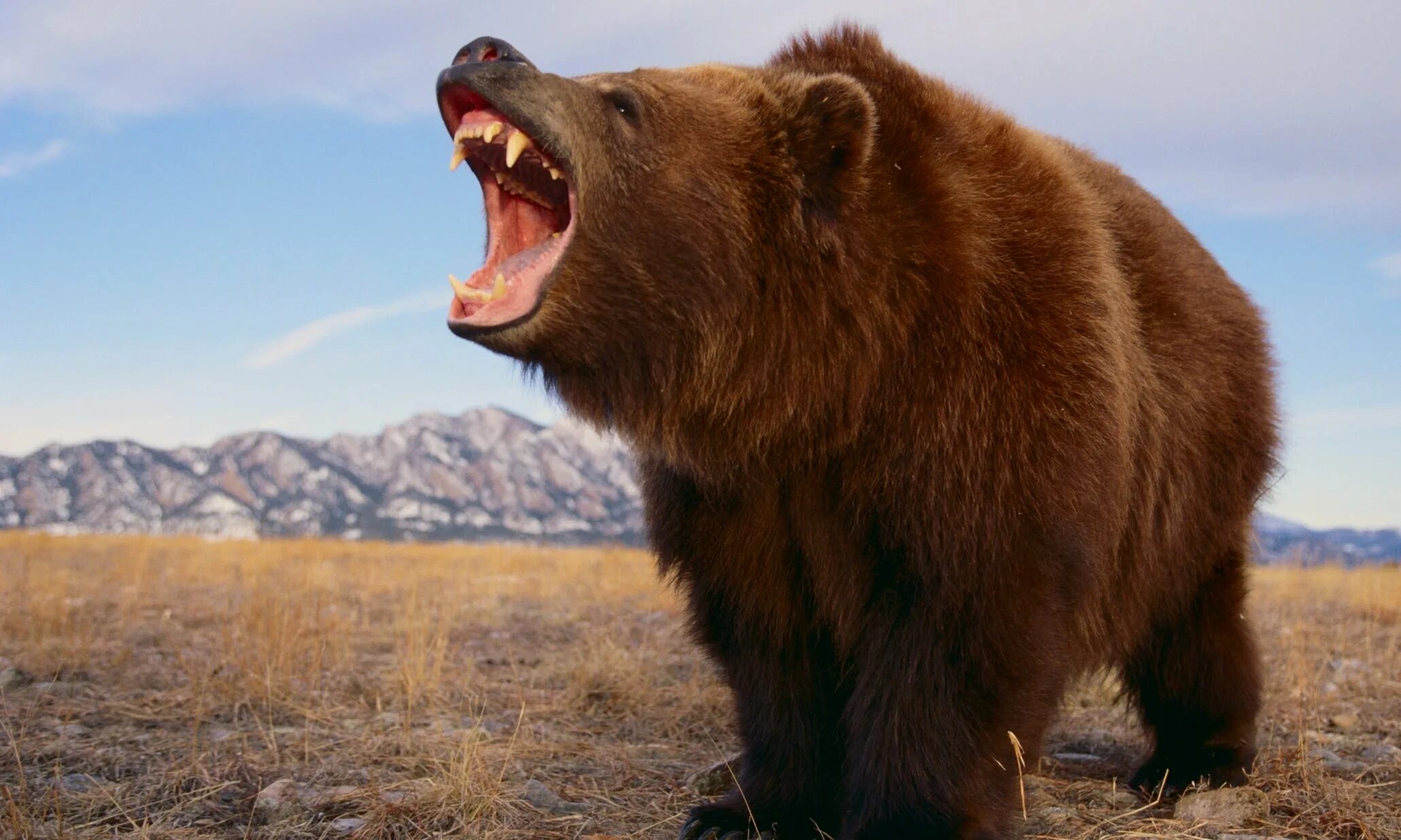 Описание животного на английском. Bears на русский язык. Английский язык goldilocks and the three bears. Медведь проверочное слово. Проверочное слово к слову медведь.