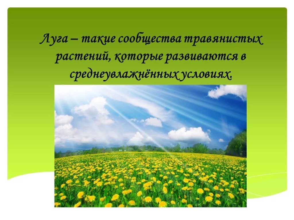 Природные условия сообщества луг. Растительное сообщество луг. травянистое сообщество. природные условия луга. презентация на тему луг.
