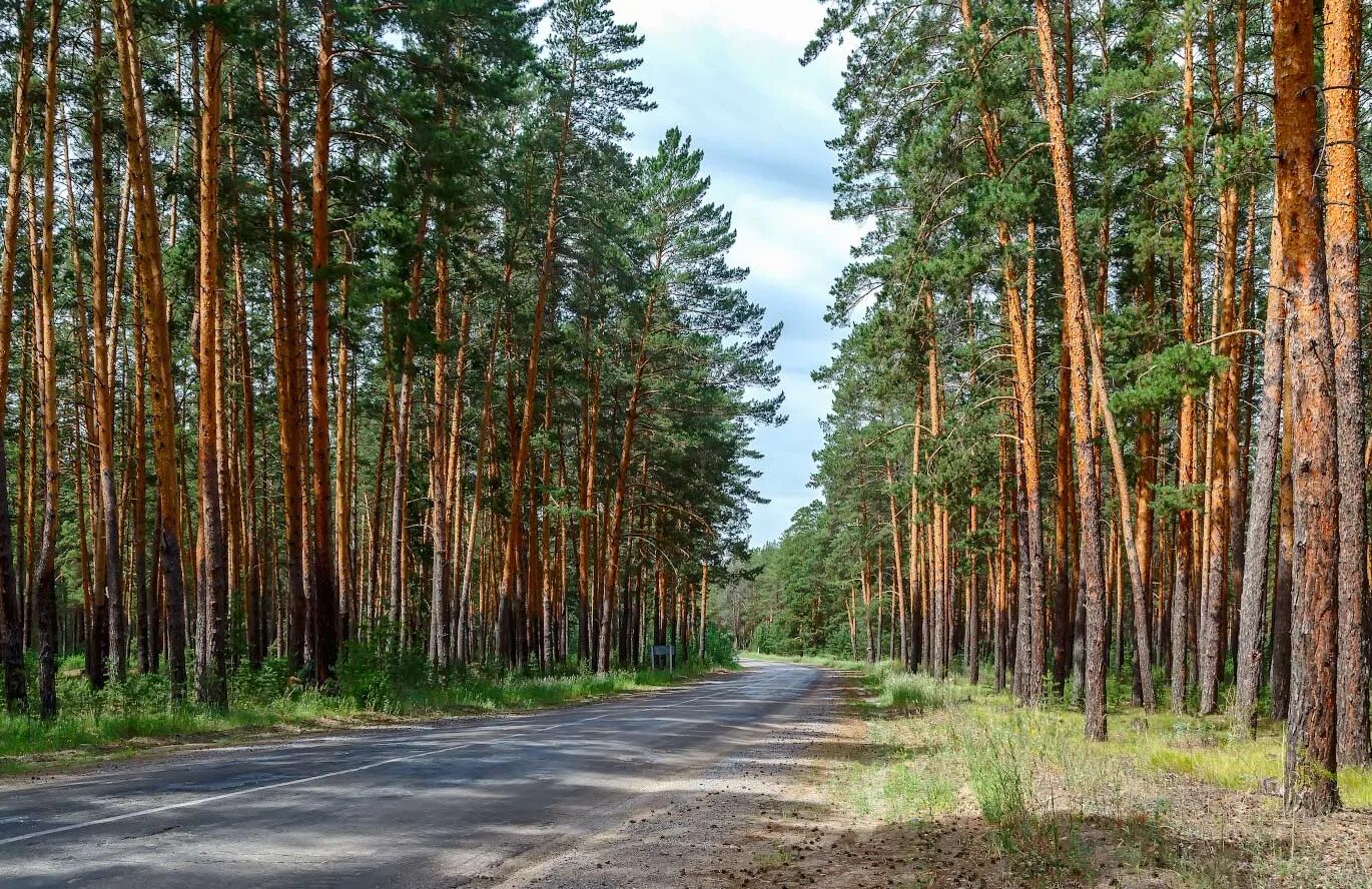 Море леса тюмень. Синицинский бор ишим. лес сосновый бор марий эл. бор тайга тюмень сосновый. башкортостан реликтовый лес сосновый бор.