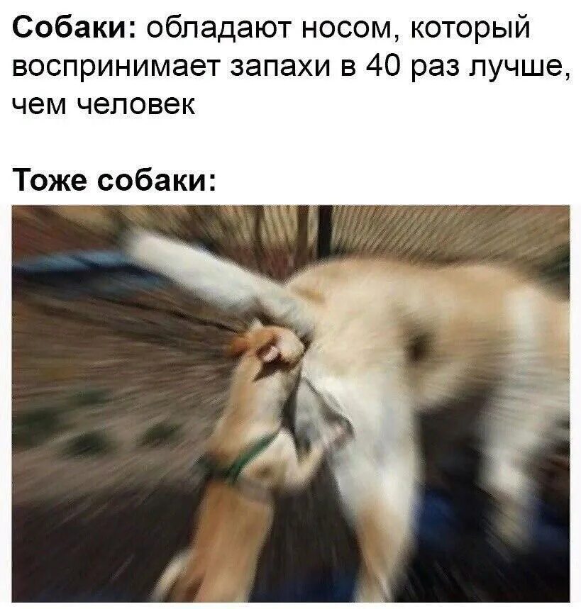 Высшая степень чего нибудь