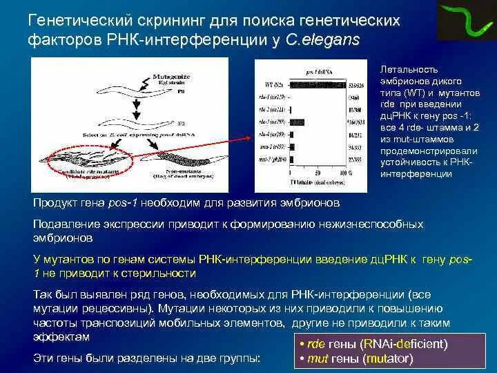 Кодирующие и некодирующие гены. Регуляция экспрессии генов некодирующими рнк. длинные некодирующие рнк. генетический скрининг. скрининг генетика.