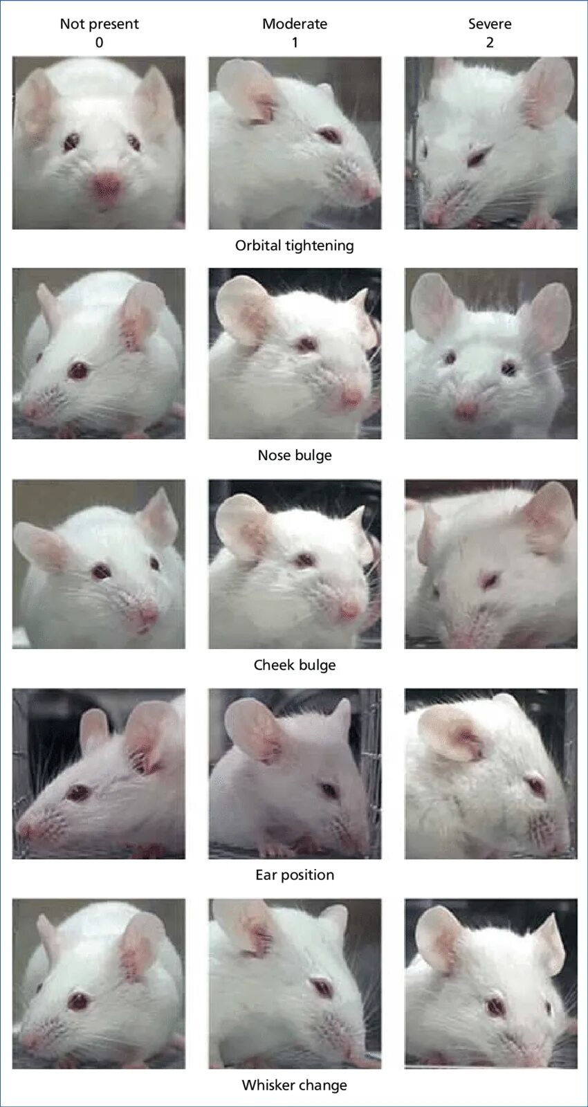 Мимик крысы. Мимика крыс. feline grimace scale. rabbit grimace scale.
