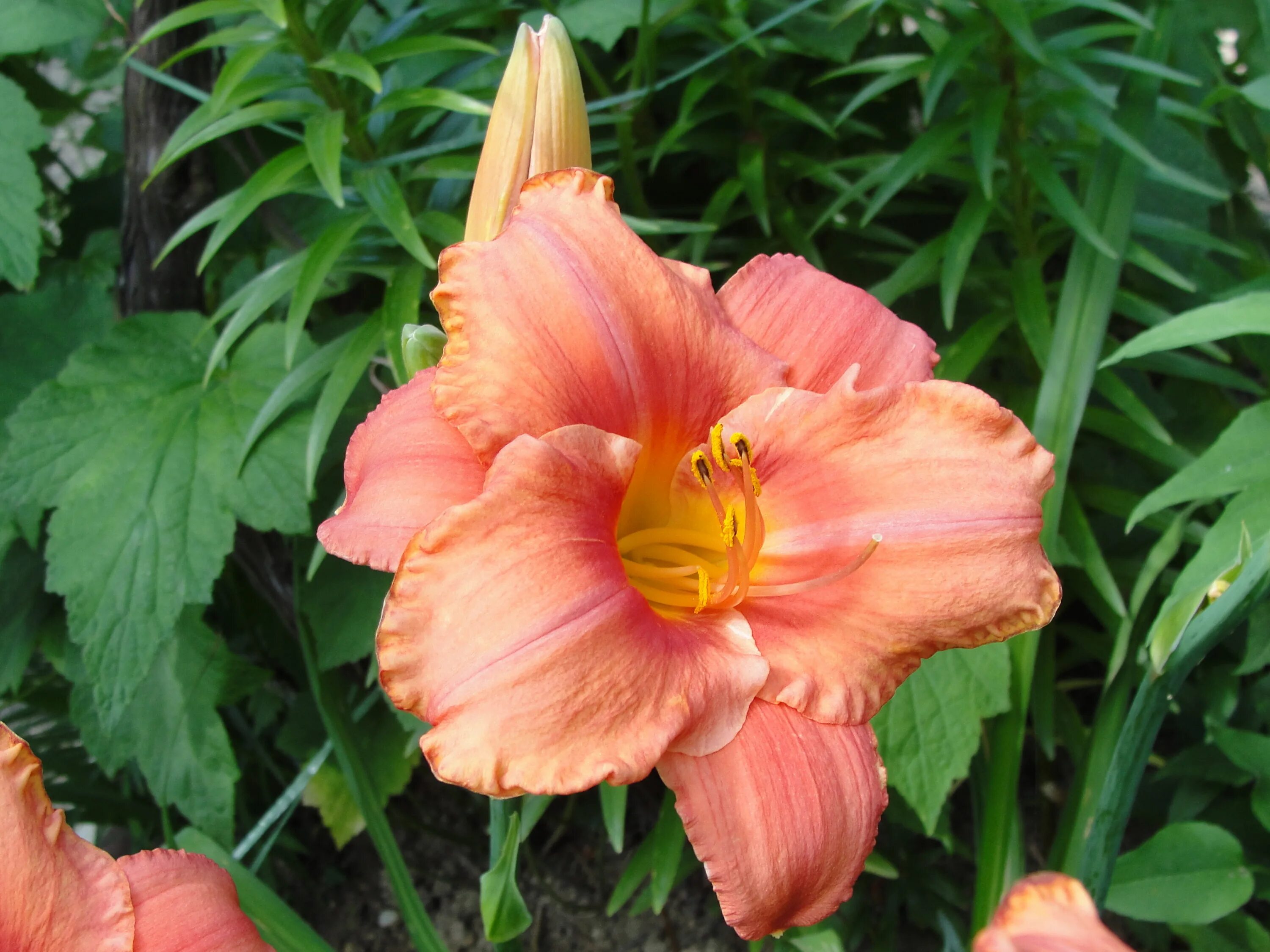 Лилейник Ориджинале originale. Hemerocallis South Seas. Хемерокаллис фото. Лилейник рисунок.