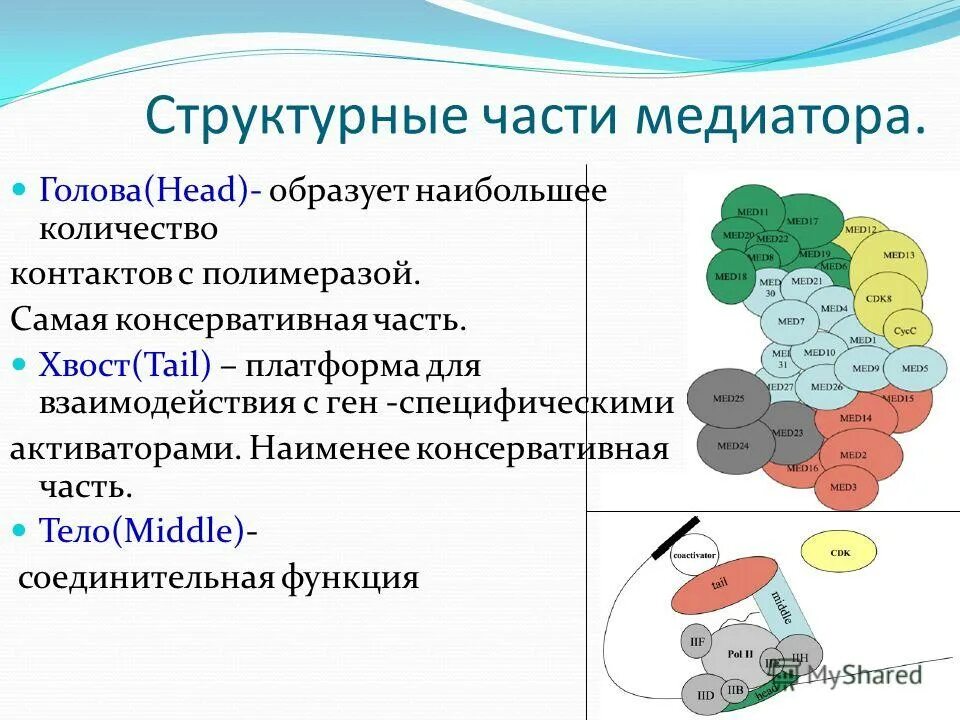 Рнк полимеразы эукариот. Рнк полимеразы эукариот