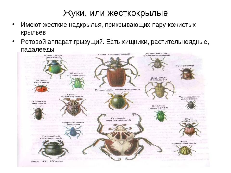 Жуки тип превращения. Жесткокрылые насекомые характеристика. жуки или жесткокрылые. отряд насекомых жесткокрылые представители.