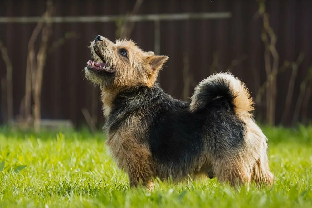 Норвич терьер (norwich terrier). Норвич терьер описание породы. Норвич и керн терьер. Норвич терьер описание породы. Норвич терьер описание породы.