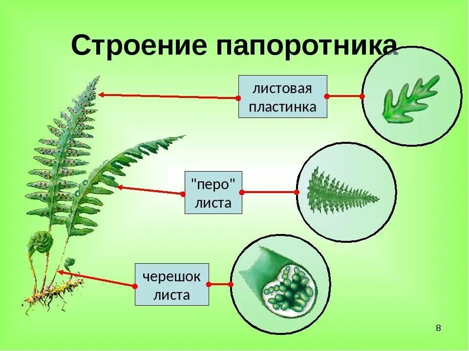 Расселение папоротников. Строение папоротников функции. Строение папоротника 7 класс. Папоротники строение и размножение. Строение спорофита папоротника.