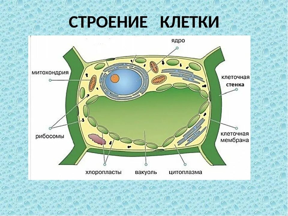 Строение ядра растительной клетки 5 класс биология. Биология 6 класс строение растительной клетки 6 класс. Строение живой клетки из чего состоит Живая клетка. Состав растительной клетки 6 класс биология.