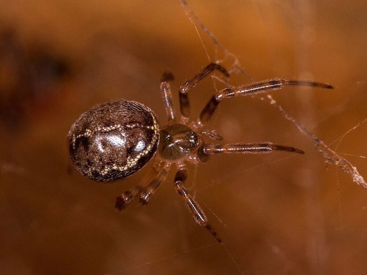 Стеатода крупная. Паук Steatoda Castanea. Паук стеатода Каштановая. Домовый паук Steatoda grossa. Стеатода Каштановая.