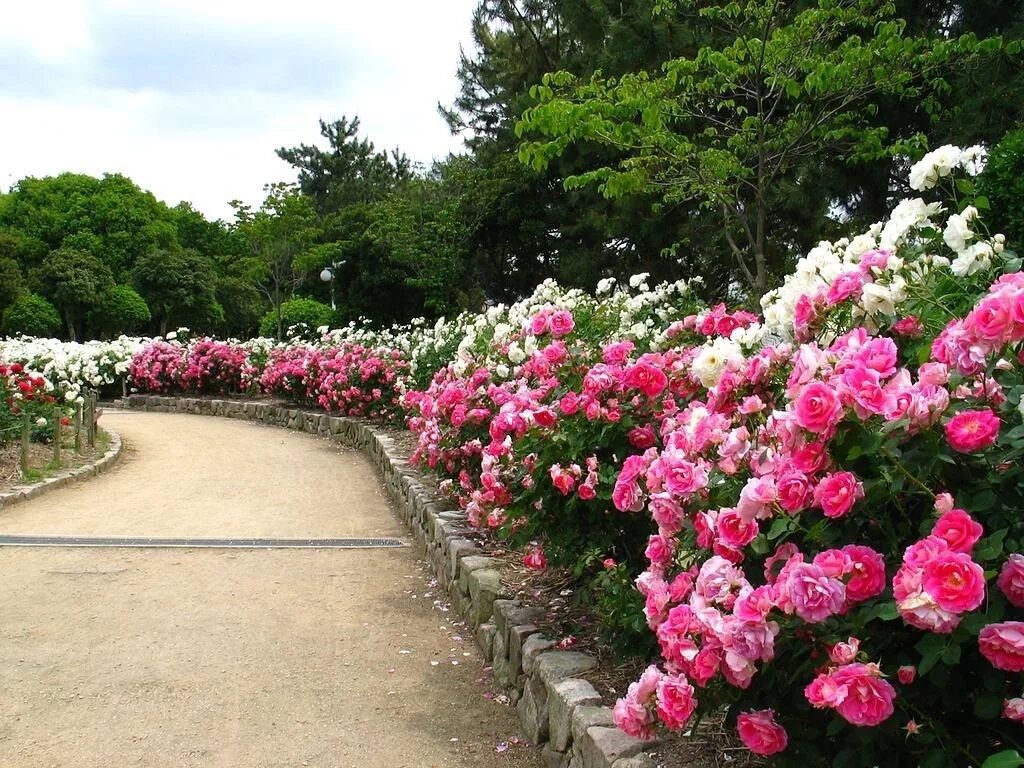 розы в саду видео