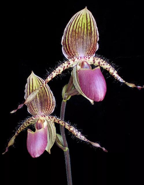 Орхидея золото Кинабалу. Золото Канибулу Орхидея. Орхидея Кинабалу золото Кинабалу. Золотой Кинабалу цветок. Золото кинабалу