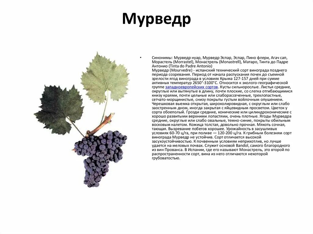 Мурведр. Виноград мурведр. сортовые характеристики винограда. лист винограда форма листа.