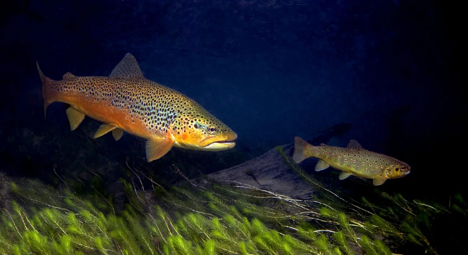 Форель море грозный. Форель в море. Морская кумжа баренцево море. Терский лосось. Форель в море.
