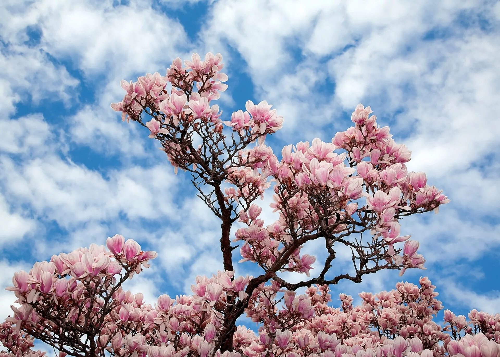 Розовые деревья в горах. Цветущее дерево магнолии. Магнолия и Сакура. Магнолия розовая дерево. Магнолия розовые цветы на дереве.