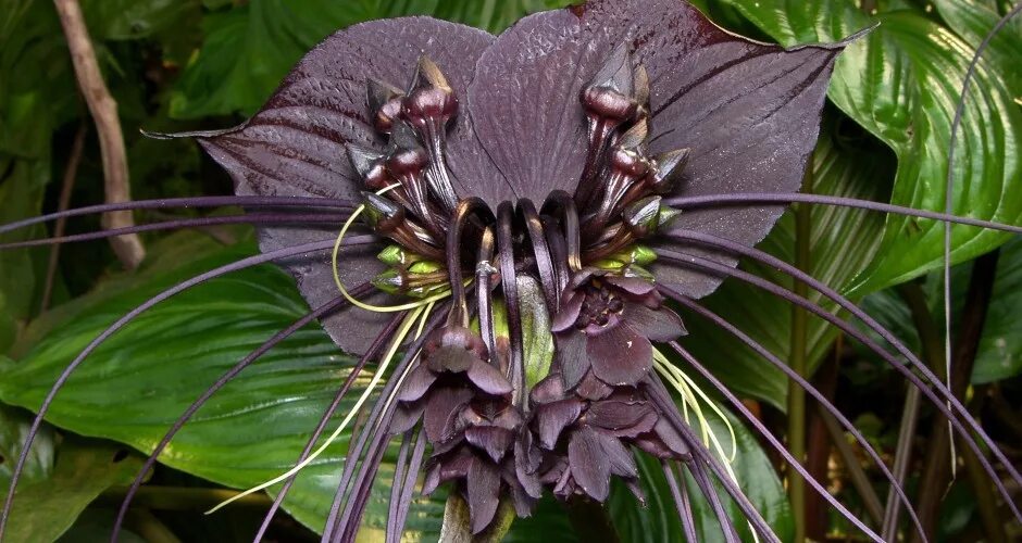 Растения удивляют. Орхидея-обезьяна, обезьяний дракула. Венерина дионея. Растения удивляют. Растения удивляют.