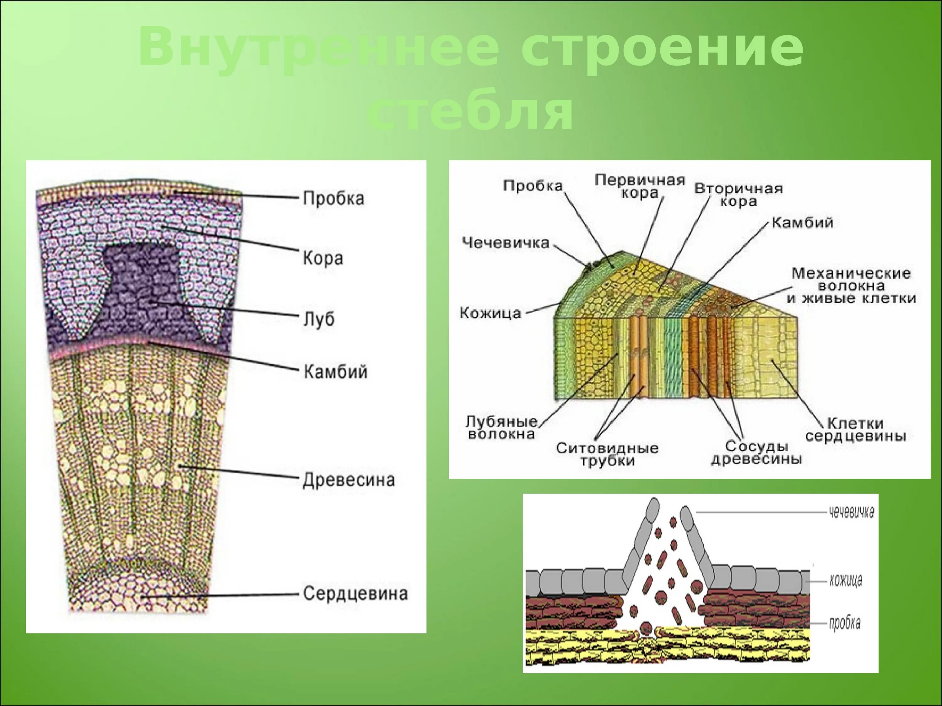 Тип ткани растения древесина. Структуры внутреннего строения стебля. Строение стебля древесина Луб. Схема строения стебля древесного растения. Схема внутреннего строения стебля биология.