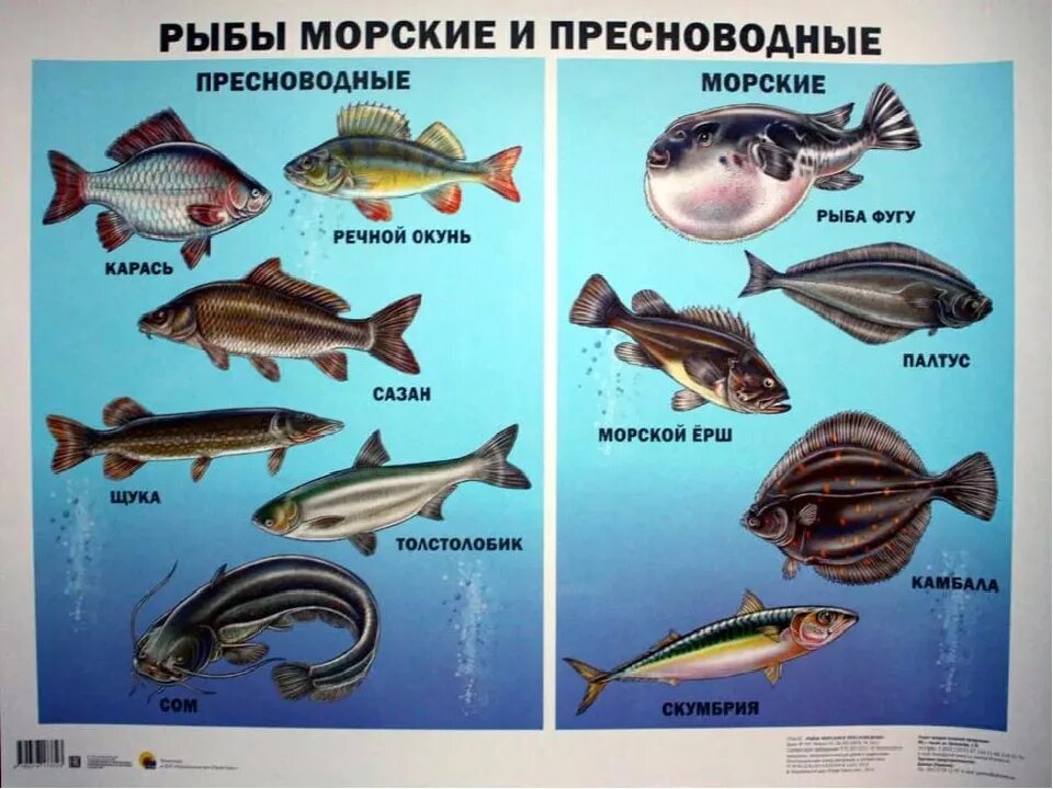 Морские рыбы. Рыбы морские Пресноводные аквариумные. Морская рыба названия. Речные обитатели.