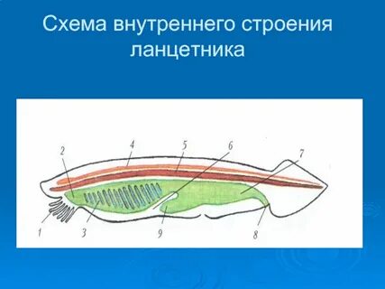 Раскрасьте внутренние