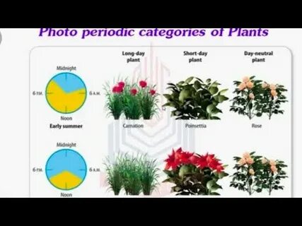 Plant day