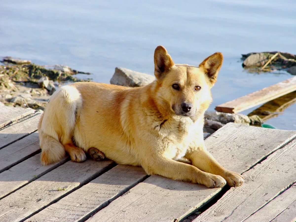 Щенок двор. Щенок двор. Щенок двор. Собака во дворе. Щенок двор.