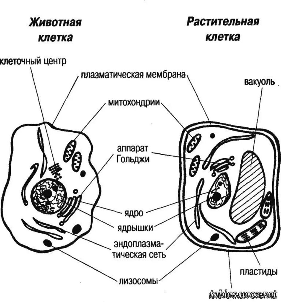 Общие растительной и животной клетки. Схема строения животной и растительной клетки. схема строения живой и растительной клеток. строение животной клетки и растительной клетки рисунок. схема растительной и животной клетки.