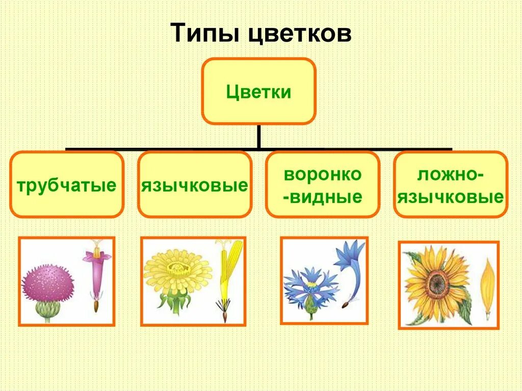 Какое однако разнообразие форм цветов размеров