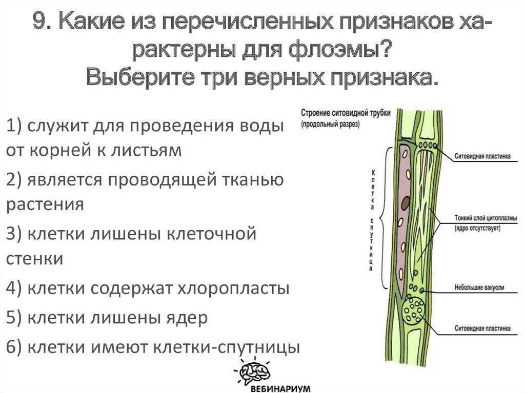 Проводящая фрирен. Проводящая фрирен