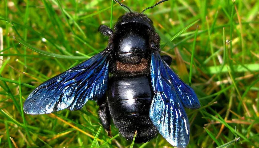 Черное насекомое похожее. Шмель-плотник фиолетовый( Xylocopa violacea ). Шмель черный Жук?. Шершень Шмель черный. Пчела-плотник Xylocopa Valga.