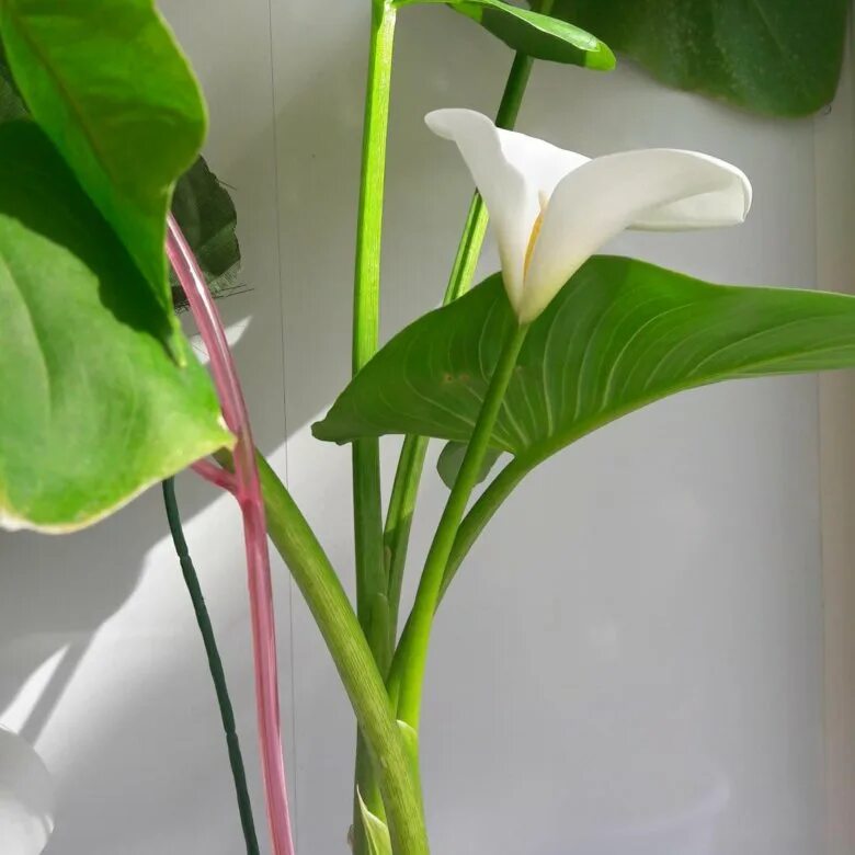 Комнатный цветок с белыми цветами название. Спатифиллум Калла. Коала цветок комнатный. Белые каллы цветы. Цветок Калла белая комнатная.