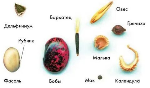 Виды семян названия
